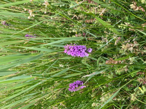 Ecologisch maaibeheer 20 juni